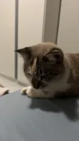 Margot