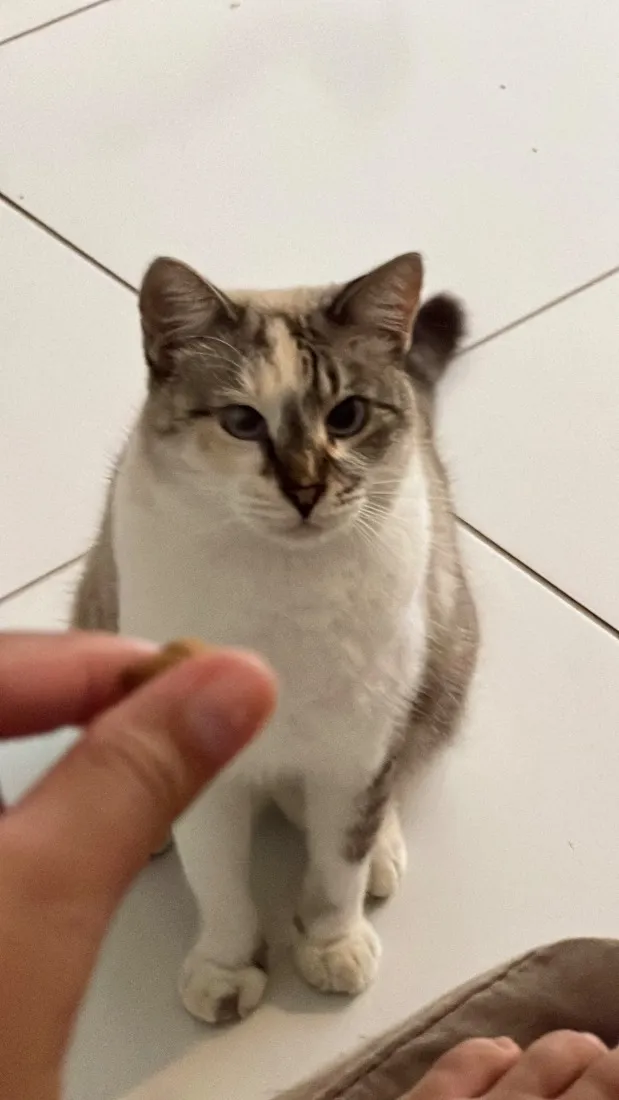 Gato raça SRD-ViraLata idade 2 anos nome Margot