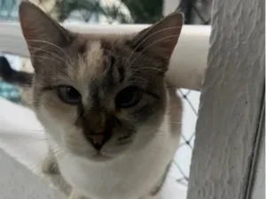 Gato raça SRD-ViraLata idade 2 anos nome Margot