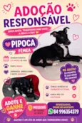 Pipoca