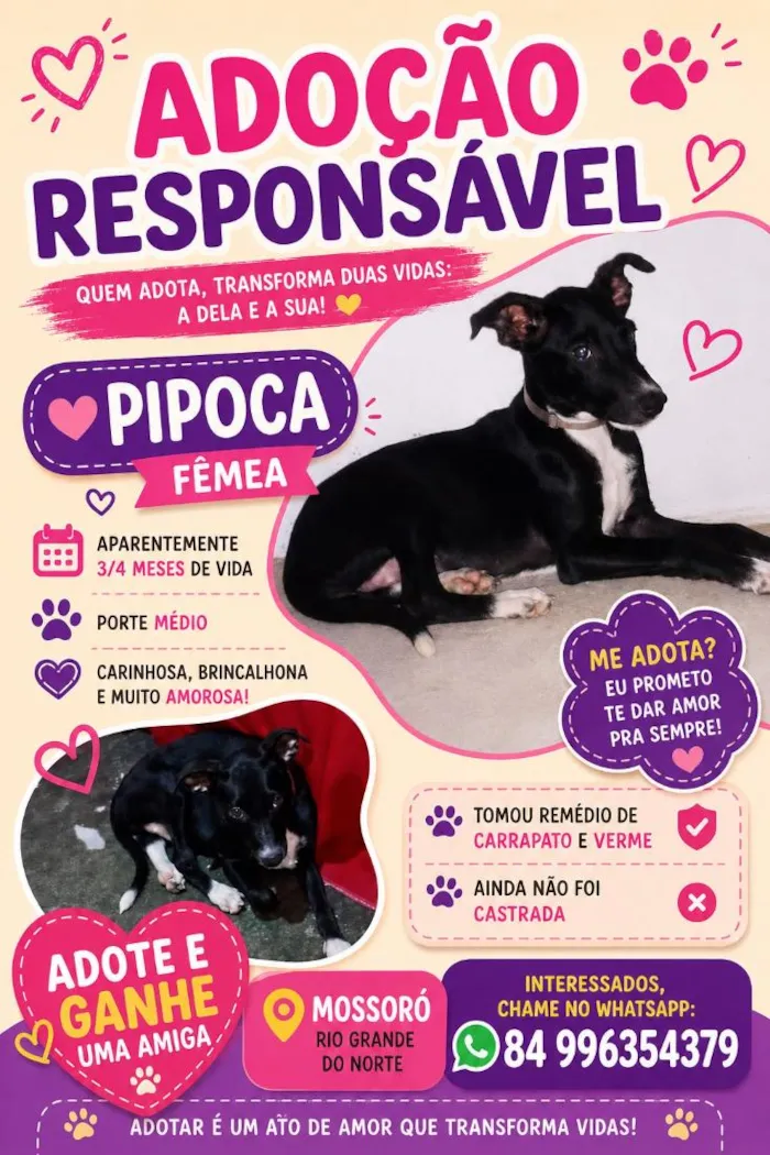 Cachorro raça SRD-ViraLata idade 2 a 6 meses nome Pipoca