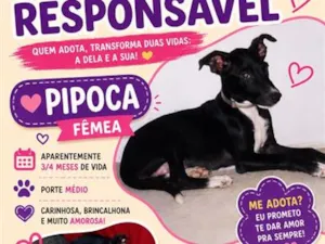 Cachorro raça SRD-ViraLata idade 2 a 6 meses nome Pipoca