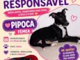 Pipoca
