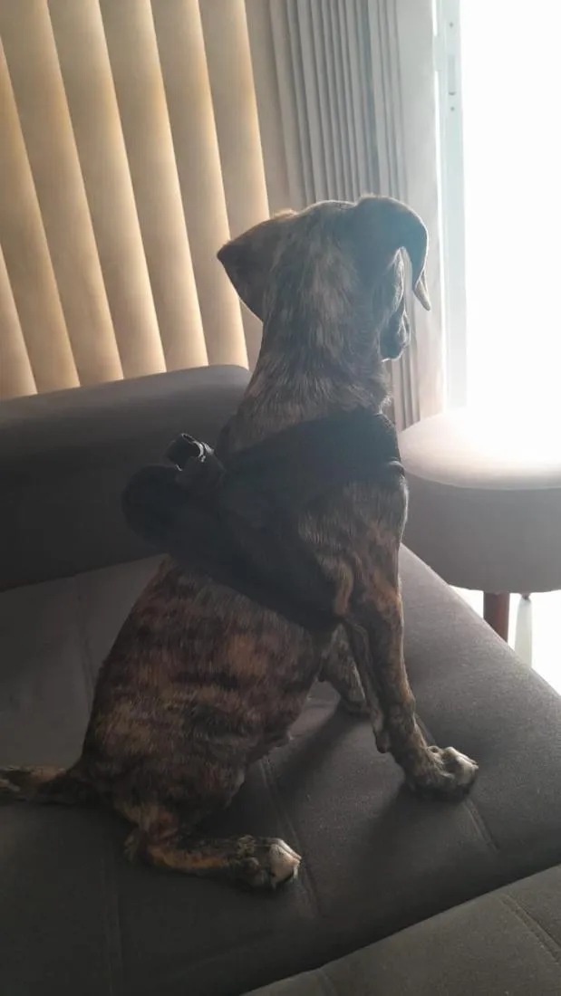 Cachorro raça SRD-ViraLata idade 2 a 6 meses nome Zeca