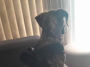 Cachorro raça SRD-ViraLata idade 2 a 6 meses nome Zeca
