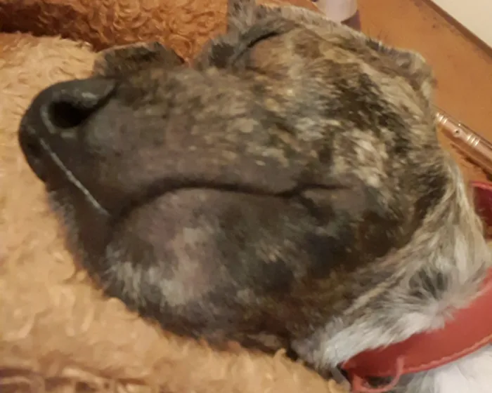 Cachorro raça SRD-ViraLata idade 2 a 6 meses nome Zeca