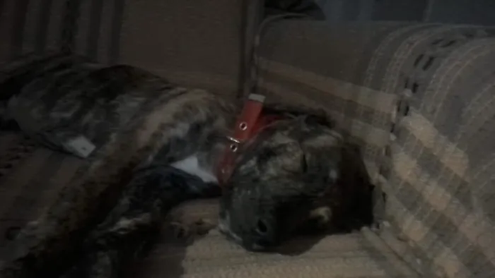 Cachorro raça SRD-ViraLata idade 2 a 6 meses nome Zeca