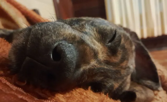Cachorro raça SRD-ViraLata idade 2 a 6 meses nome Zeca