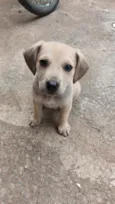 Bidu