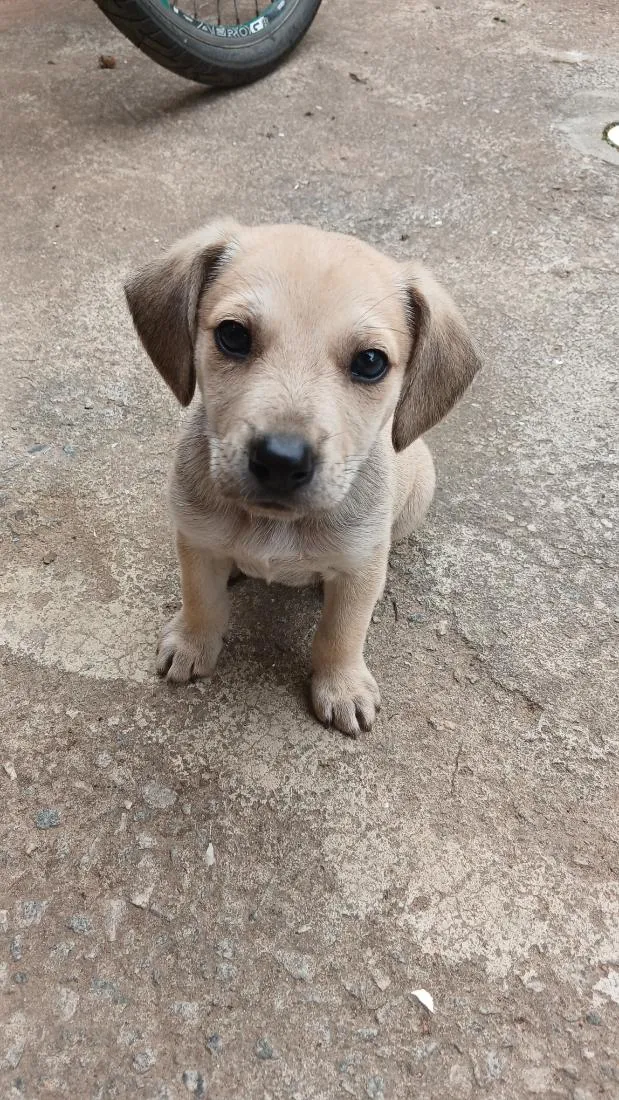 Cachorro raça SRD-ViraLata idade 2 a 6 meses nome Bidu