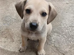 Cachorro raça SRD-ViraLata idade 2 a 6 meses nome Bidu