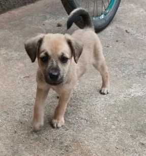 Cachorro raça SRD-ViraLata idade 2 a 6 meses nome Lola