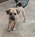 Lola