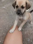 Lola