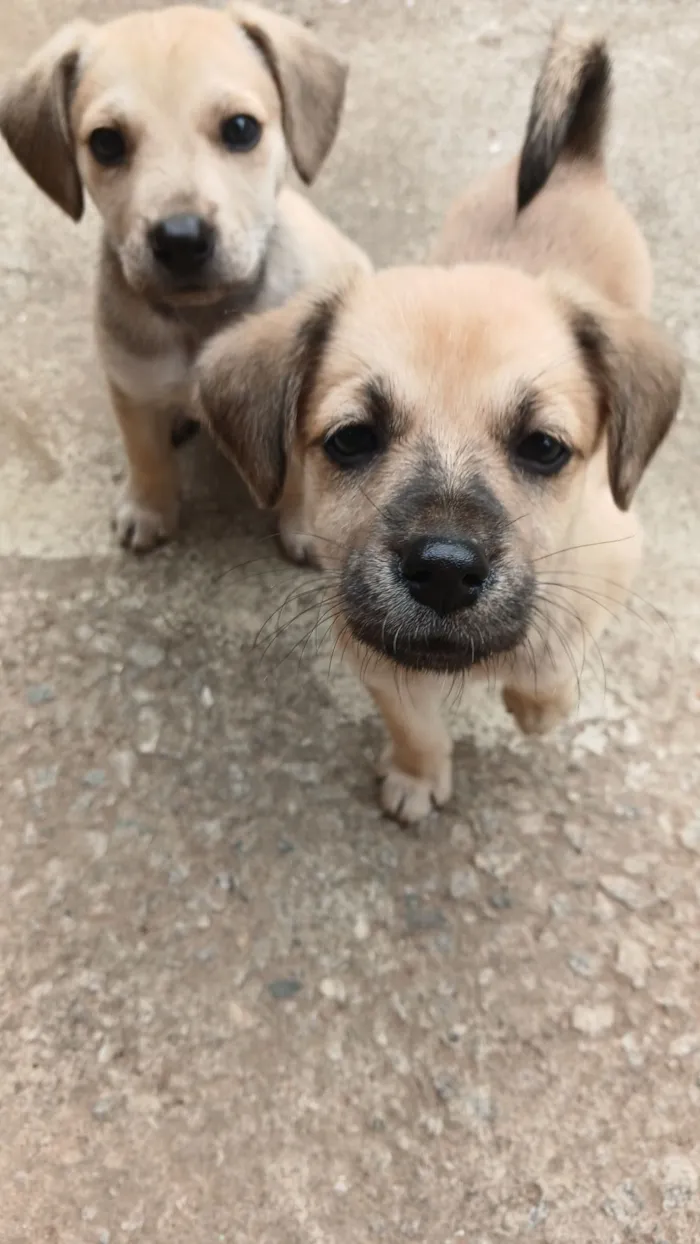 Cachorro raça SRD-ViraLata idade 2 a 6 meses nome Lola