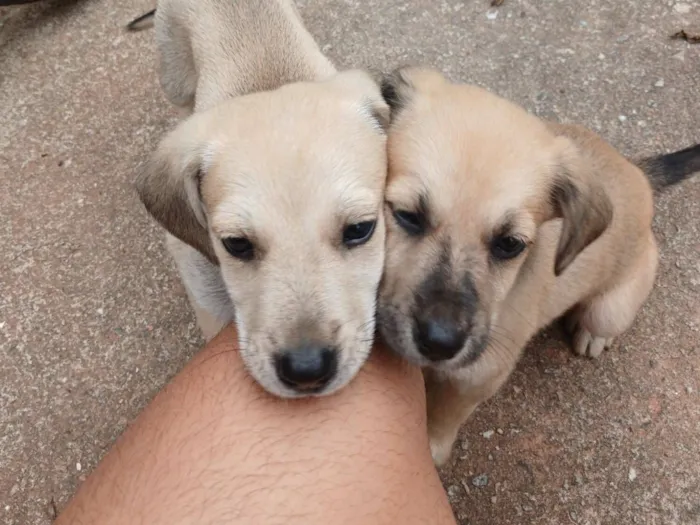 Cachorro raça SRD-ViraLata idade 2 a 6 meses nome Lola