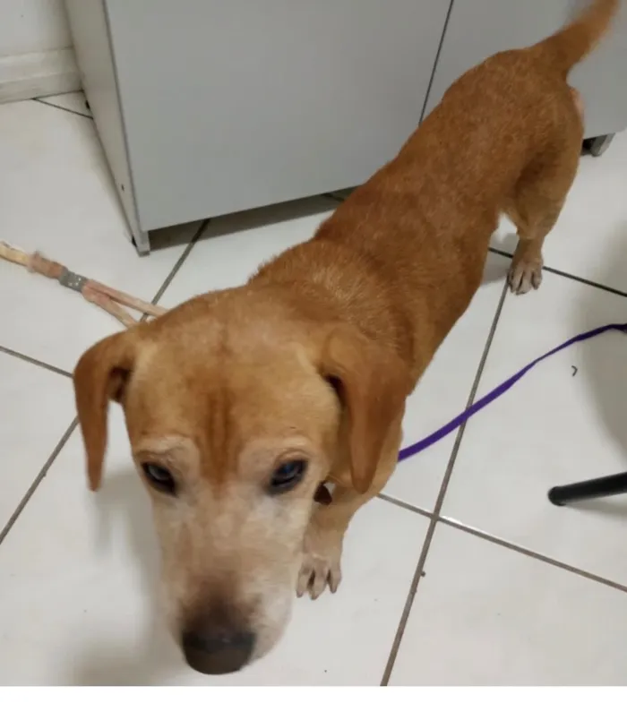 Cachorro raça SRD-ViraLata idade 6 ou mais anos nome Amigo