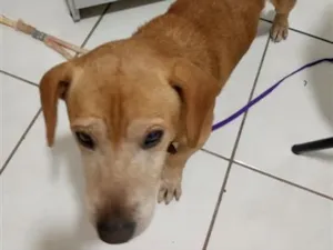Cachorro raça SRD-ViraLata idade 6 ou mais anos nome Amigo