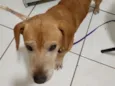 Amigo
