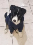 Ravi