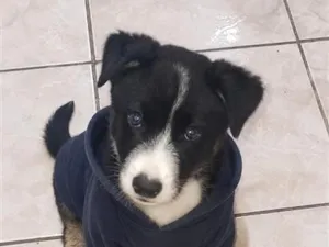 Cachorro raça  idade 2 a 6 meses nome Ravi
