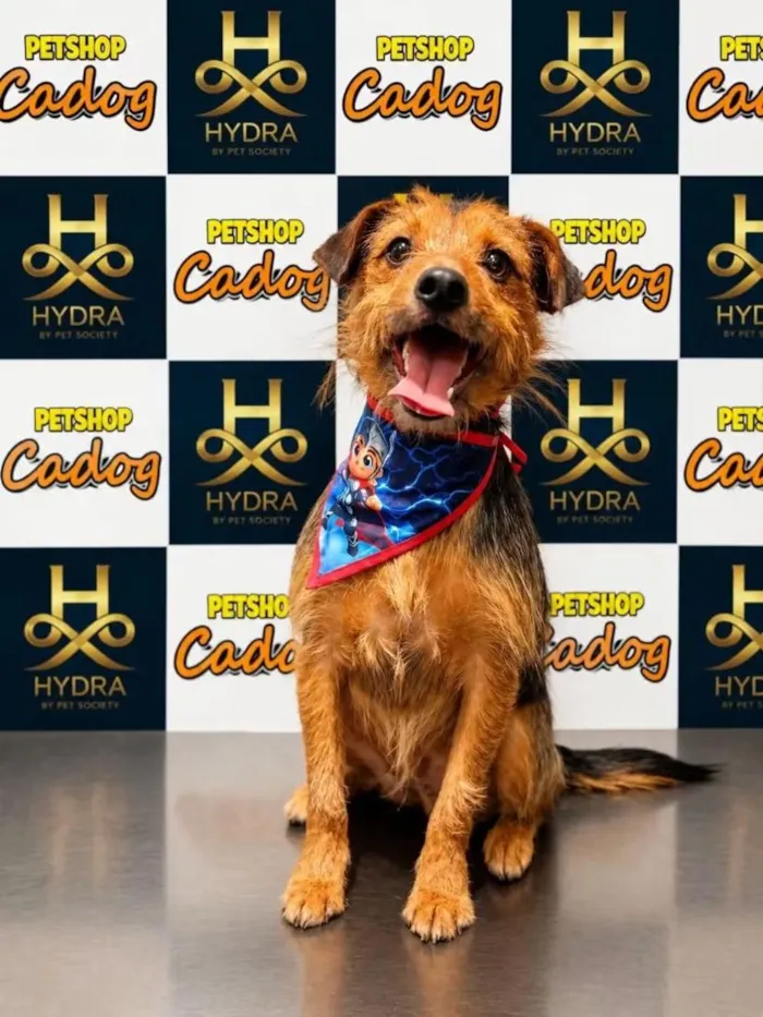 Cachorro raça SRD-ViraLata idade 1 ano nome Valente 