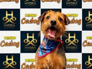Cachorro raça SRD-ViraLata idade 1 ano nome Valente 