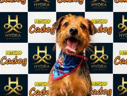 Cachorro raça SRD-ViraLata idade 1 ano nome Valente 