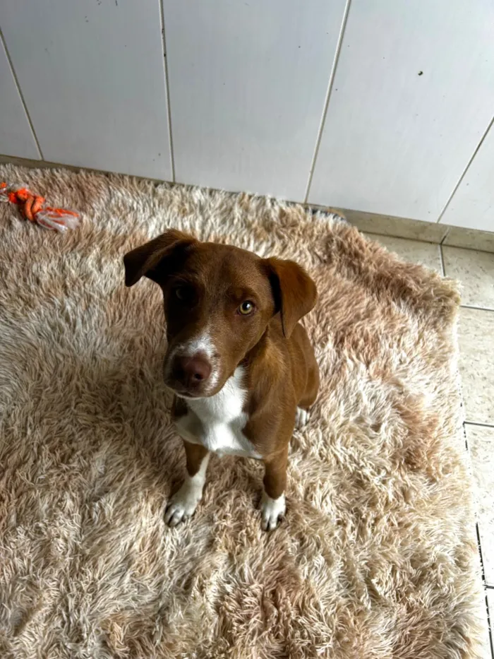 Cachorro raça SRD-ViraLata idade 2 a 6 meses nome Skay