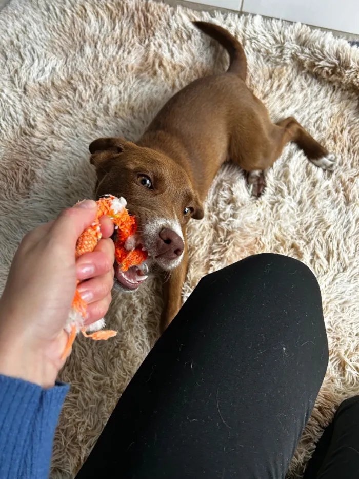 Cachorro raça SRD-ViraLata idade 2 a 6 meses nome Skay