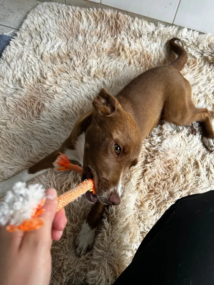 Cachorro raça SRD-ViraLata idade 2 a 6 meses nome Skay