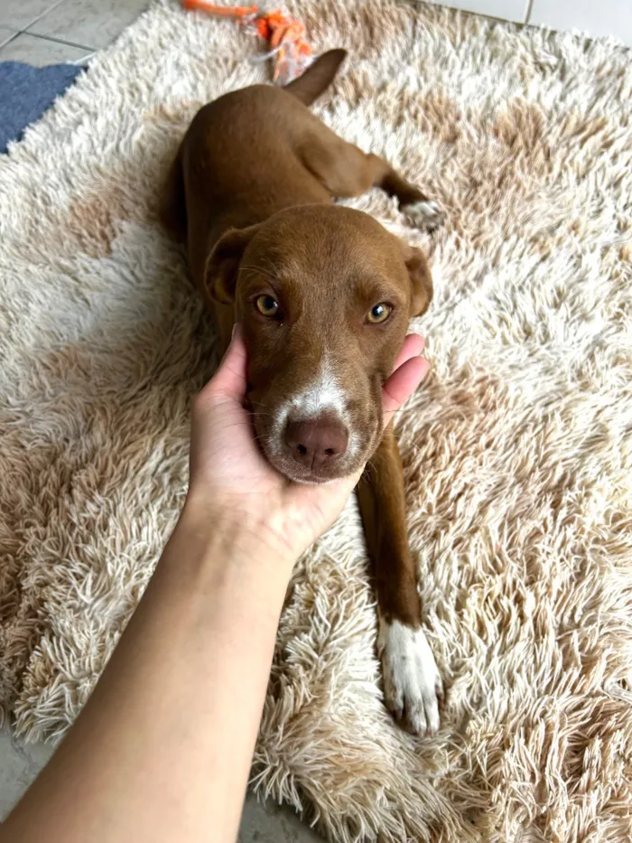 Cachorro raça SRD-ViraLata idade 2 a 6 meses nome Skay