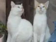 Dois irmãos