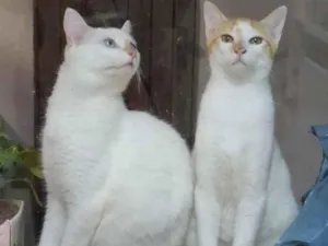 Gato raça SRD-ViraLata idade 2 a 6 meses nome Dois irmãos