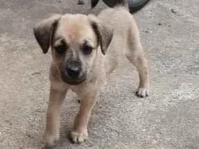 Cachorro raça SRD-ViraLata idade 2 a 6 meses nome Lola