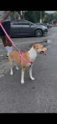 Amora 