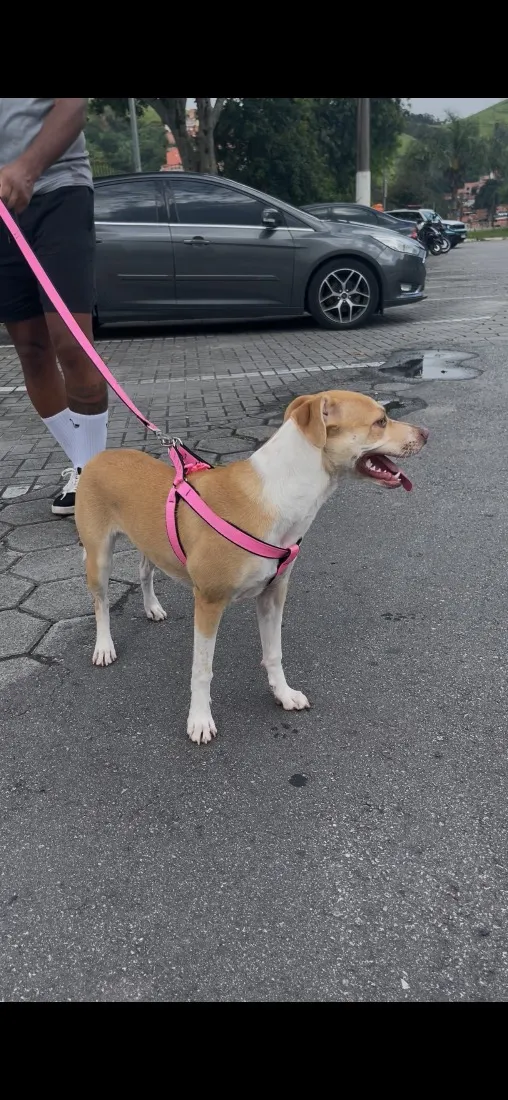 Cachorro raça SRD-ViraLata idade 2 anos nome Amora 
