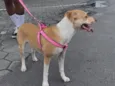 Amora 