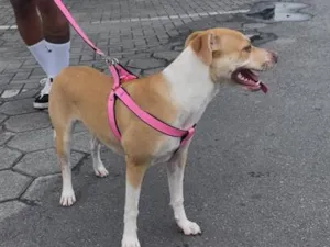 Cachorro raça SRD-ViraLata idade 2 anos nome Amora 