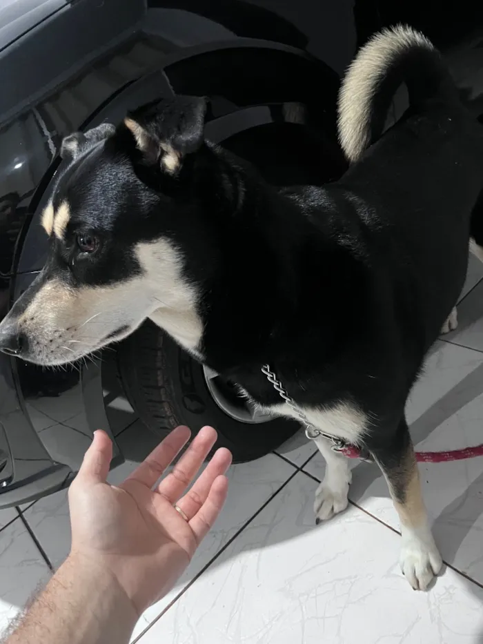 Cachorro raça SRD-ViraLata idade 3 anos nome Pietra 
