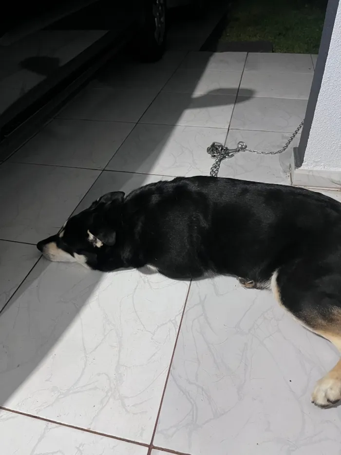 Cachorro raça SRD-ViraLata idade 3 anos nome Pietra 