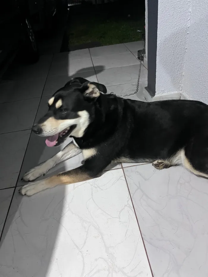 Cachorro raça SRD-ViraLata idade 3 anos nome Pietra 
