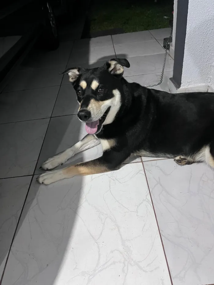 Cachorro raça SRD-ViraLata idade 3 anos nome Pietra 