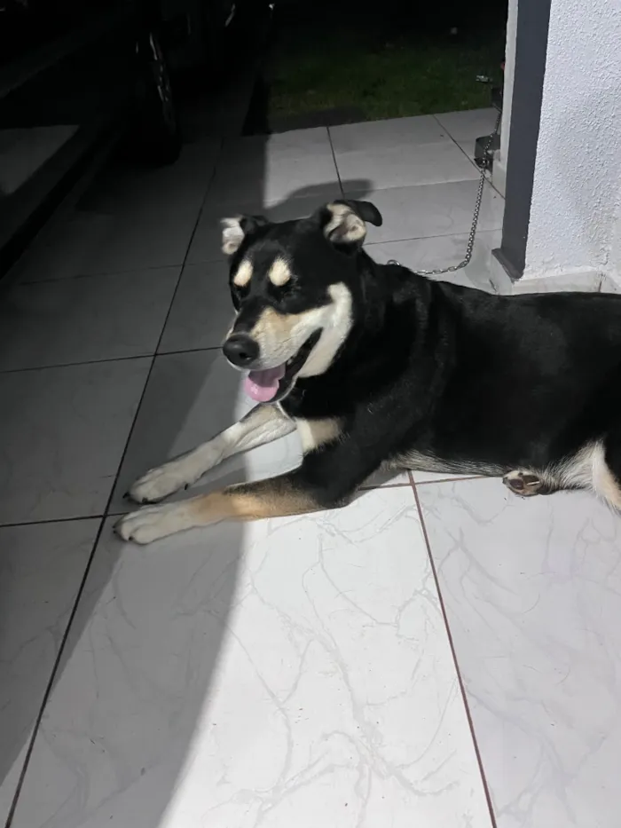 Cachorro raça SRD-ViraLata idade 3 anos nome Pietra 