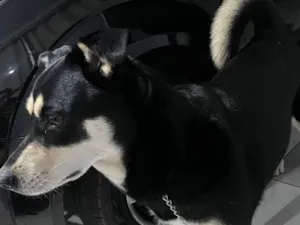 Cachorro raça SRD-ViraLata idade 3 anos nome Pietra 