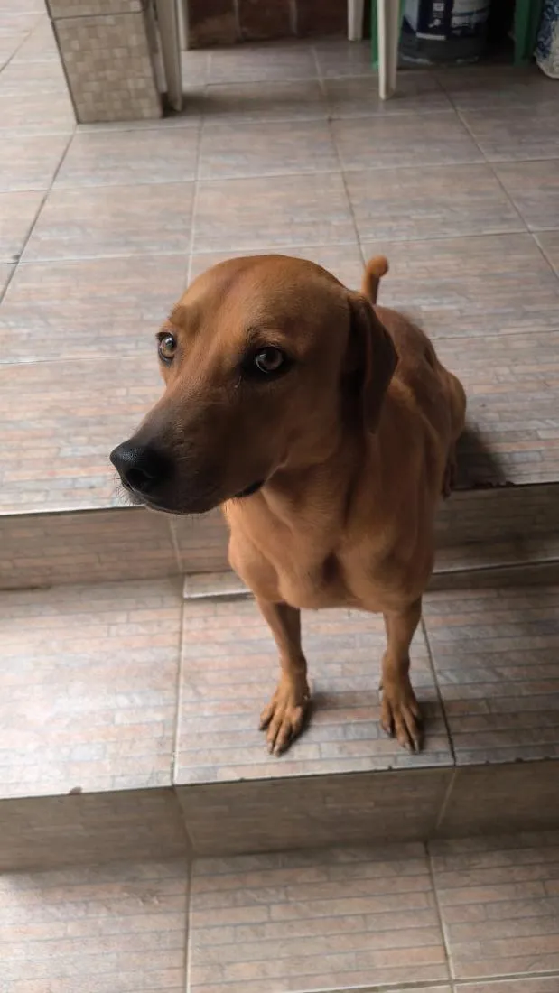 Cachorro raça SRD-ViraLata idade 6 ou mais anos nome Tobias