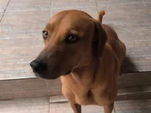 Cachorro raça SRD-ViraLata idade 6 ou mais anos nome Tobias