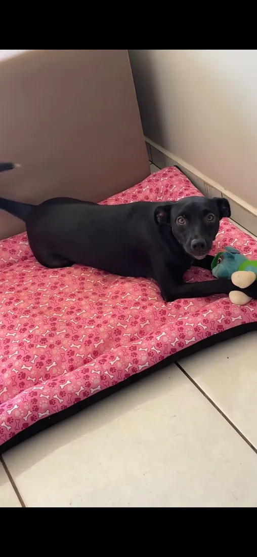 Cachorro raça SRD-ViraLata idade 2 anos nome Kira