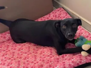 Cachorro raça SRD-ViraLata idade 2 anos nome Kira