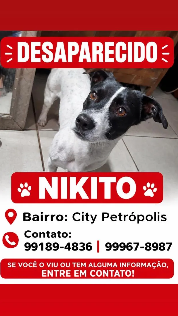 Cachorro raça SRD-ViraLata idade 2 anos nome Nikito
